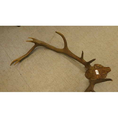 248 - A deer's skull and antlers