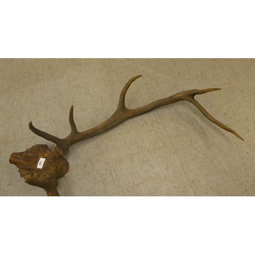 248 - A deer's skull and antlers