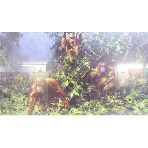 26 - After David Shepherd - two studies, one a tiger, the other, orangutans  prints  bearing pencil signa... 