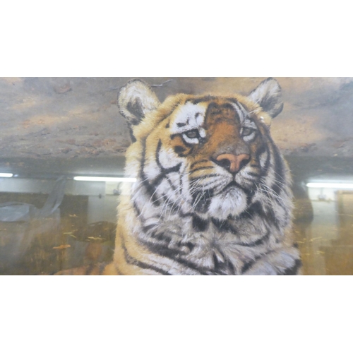 27 - After David Shepherd - two studies of tigers  prints  bearing pencil signatures  26