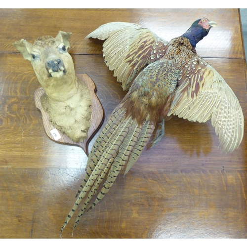 216 - Taxidermy - a pheasant; and a deers' head