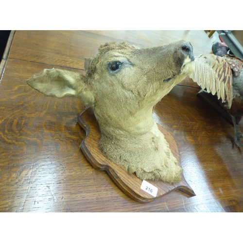 216 - Taxidermy - a pheasant; and a deers' head