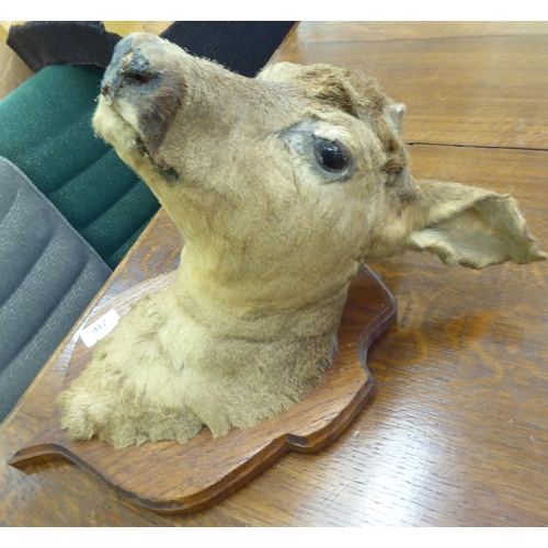 216 - Taxidermy - a pheasant; and a deers' head