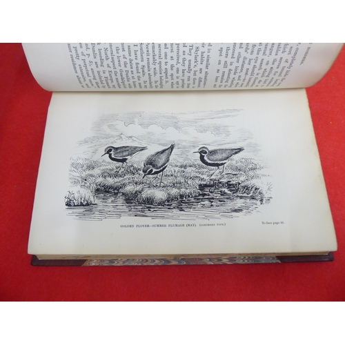 208 - Book: 'Bird Life of the Boarders: Records of Wild Sport and Natural History on Moorland and Sea' by ... 