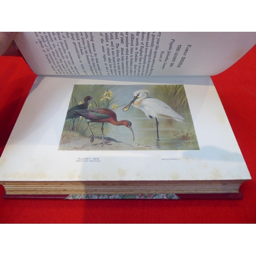 8 - Books: 'British Birds' written and illustrated by Archibald Thorburn, published by Longmans, Green &... 