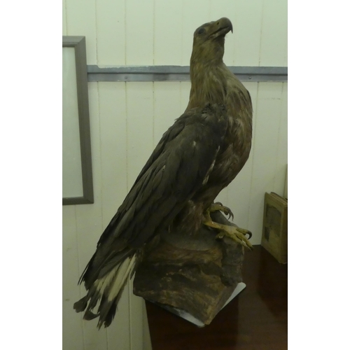 197 - Taxidermy: an eagle perched on a log  29