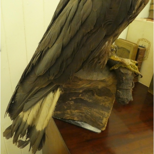 197 - Taxidermy: an eagle perched on a log  29