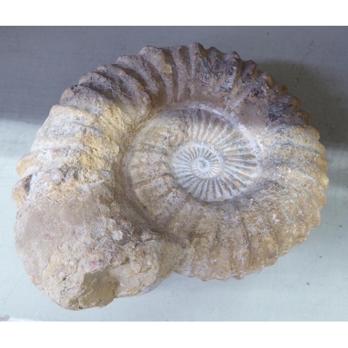 74 - A mixed lot: to include a shell fossil  10