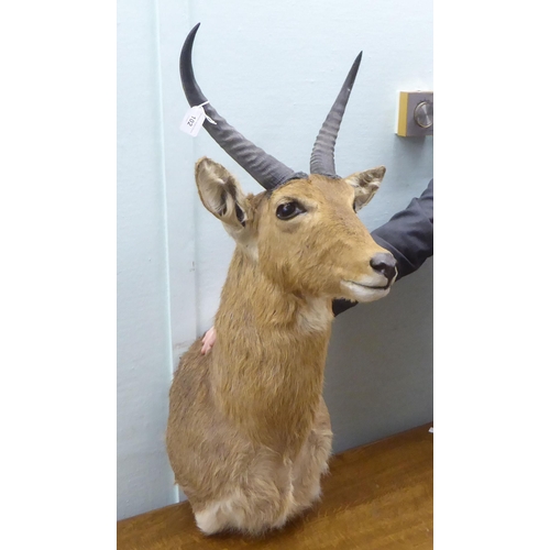 102 - Taxidermy: a Rowland Ward size trophy head, a Southern Reebuck