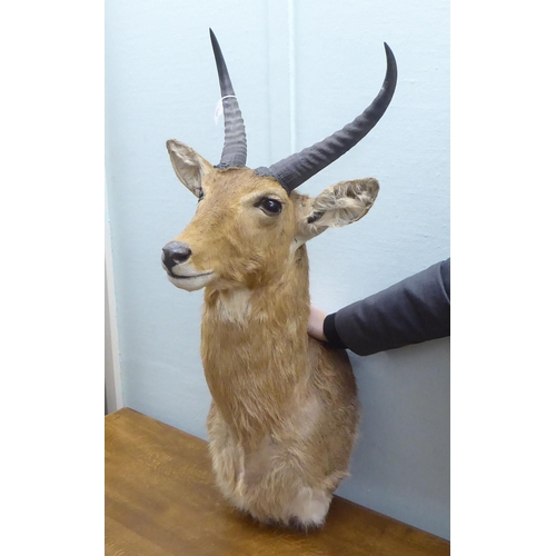 102 - Taxidermy: a Rowland Ward size trophy head, a Southern Reebuck