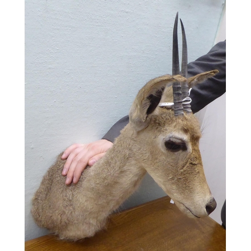 103 - Taxidermy: a Rowland Ward Size trophy head, a Grey Rhebok