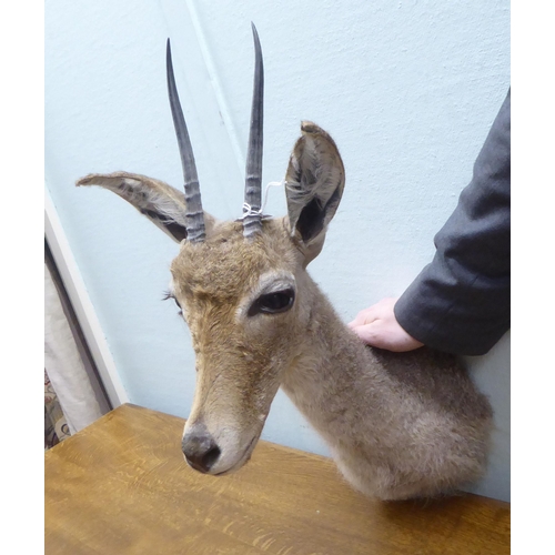 103 - Taxidermy: a Rowland Ward Size trophy head, a Grey Rhebok