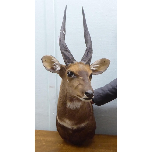 104 - Taxidermy: a Rowland Ward Size trophy head, a Cape Buch Buck (Imbabala)