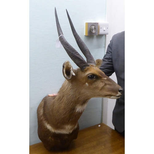 104 - Taxidermy: a Rowland Ward Size trophy head, a Cape Buch Buck (Imbabala)