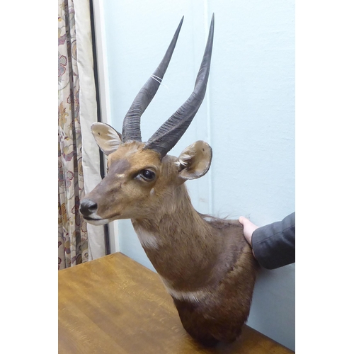 104 - Taxidermy: a Rowland Ward Size trophy head, a Cape Buch Buck (Imbabala)