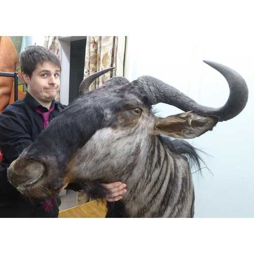 105 - Taxidermy: a Rowland Ward Size trophy head, a Gnu/Wildebeest