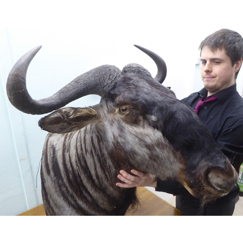 105 - Taxidermy: a Rowland Ward Size trophy head, a Gnu/Wildebeest