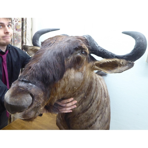 106 - Taxidermy:  a Rowland Ward Size trophy head, a Gnu/Wildebeest