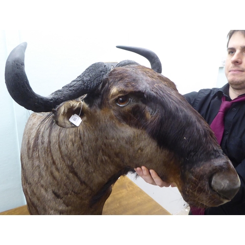 106 - Taxidermy:  a Rowland Ward Size trophy head, a Gnu/Wildebeest