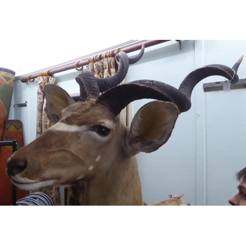 108 - Taxidermy: a Rowland Ward Size trophy head, a Kudu