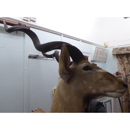 108 - Taxidermy: a Rowland Ward Size trophy head, a Kudu