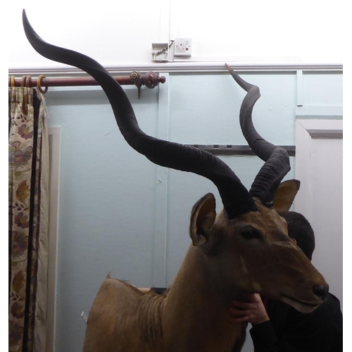 111 - Taxidermy, a Rowland Ward Size trophy head, a Kudu