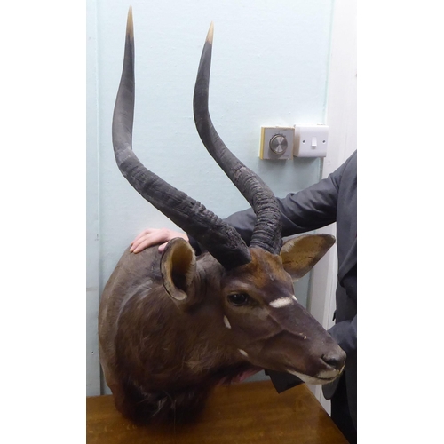 112 - Taxidermy, a Rowland Ward Size trophy head, a Lowland Nyala