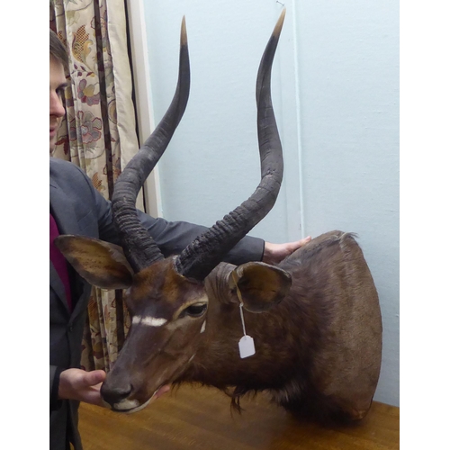 112 - Taxidermy, a Rowland Ward Size trophy head, a Lowland Nyala