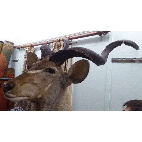 110 - Taxidermy, a Rowland Ward Size trophy head, a Kudu