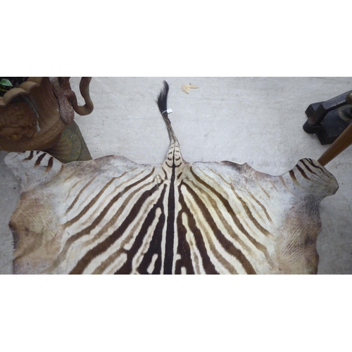 107 - An unmounted zebra skin