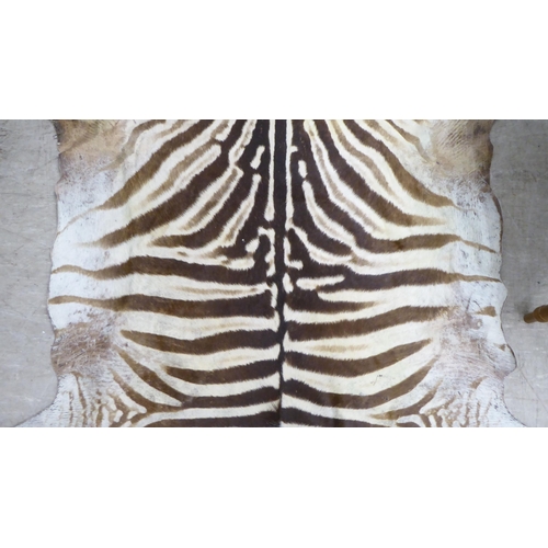 107 - An unmounted zebra skin