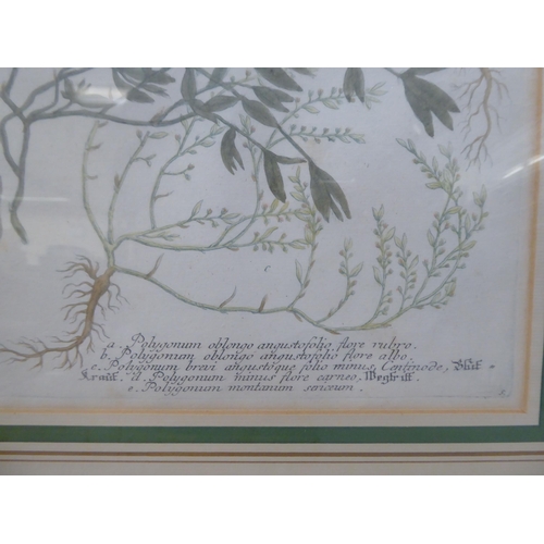 120 - A series of four dissimilar reproductions of 19thC coloured botanical prints  13