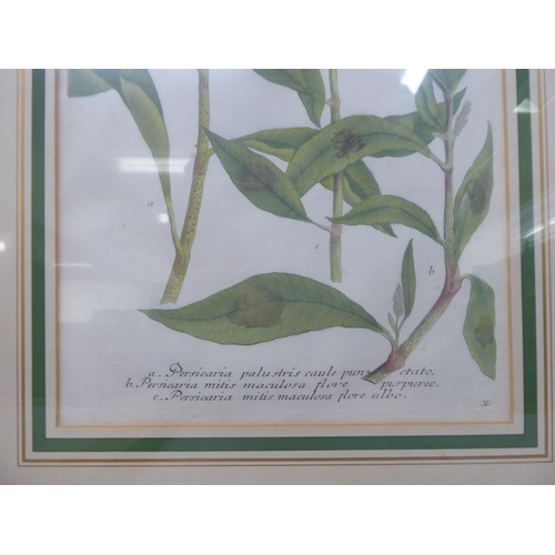 120 - A series of four dissimilar reproductions of 19thC coloured botanical prints  13