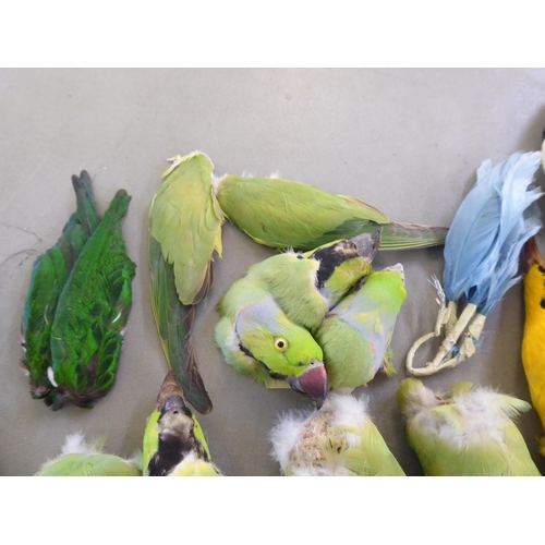 123 - Vintage millinery decorations: to include parrots and various feathers, contained in a contemporary ... 