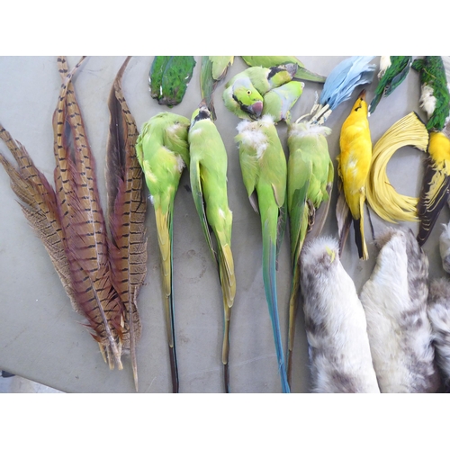 123 - Vintage millinery decorations: to include parrots and various feathers, contained in a contemporary ... 