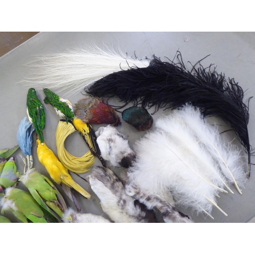 123 - Vintage millinery decorations: to include parrots and various feathers, contained in a contemporary ... 