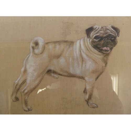 159 - Mid 20thC Chinese School - a study of a pug dog  bodycolour & oil on silk  bears a three charact... 