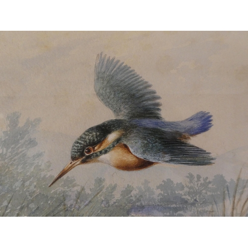 86 - Early 20thC British School - a kingfisher in flight over reeds  watercolour  bears a monogram (possi... 