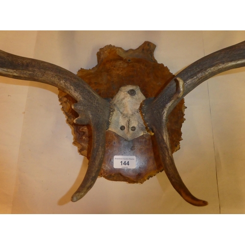 144 - A pair of antlers, mounted on a rough cut wooden plaque