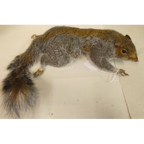 152 - Taxidermy: a grey squirrel