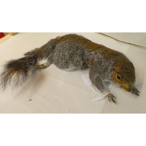 152 - Taxidermy: a grey squirrel