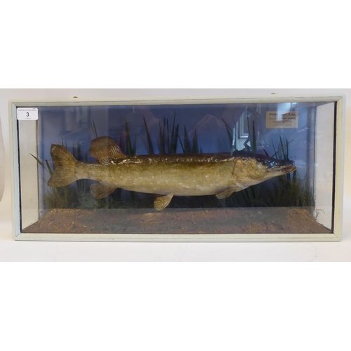 3 - Taxidermy: a pike, in a naturalistic setting, in a glazed wooden case  bears a label 'Pike, weight 2... 