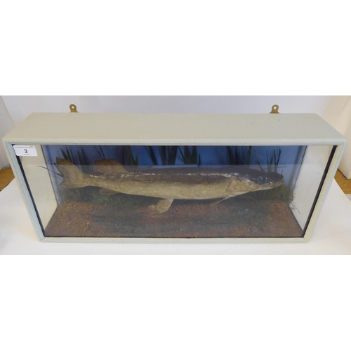 3 - Taxidermy: a pike, in a naturalistic setting, in a glazed wooden case  bears a label 'Pike, weight 2... 