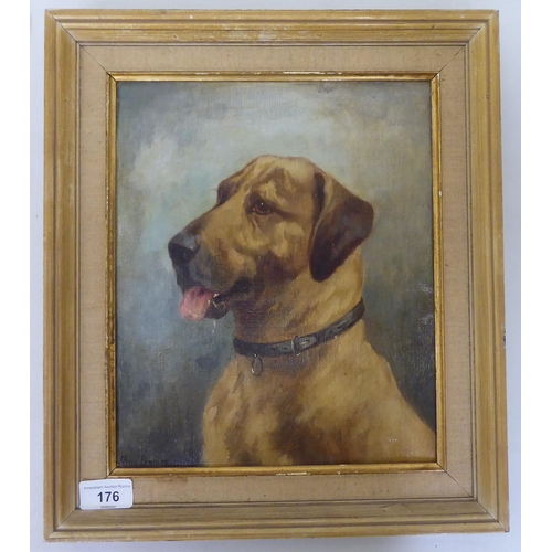 176 - May Bunton - a canine study  oil on board  bears a signature  11