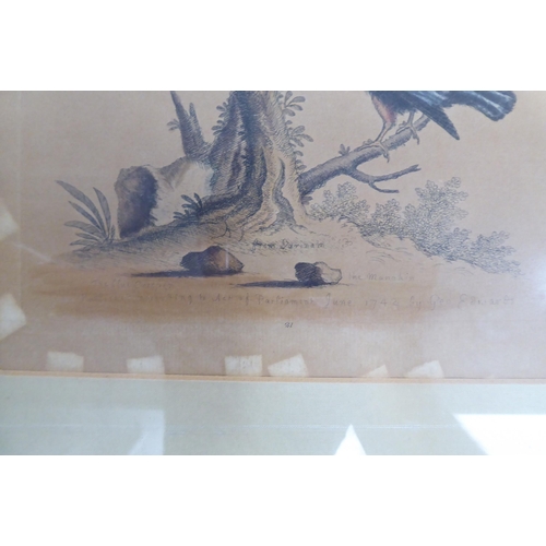 154 - Four framed pictures: to include two ornithological prints  8