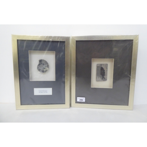 296 - Two pre-historic fossils  framed