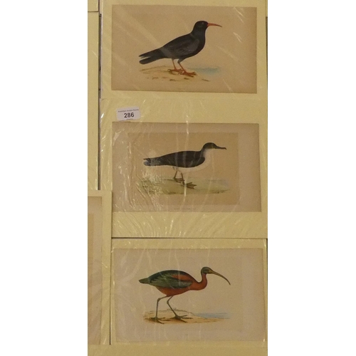 286 - Ornithological and botanical engravings: to include 'Manx Shearwater'  largest 8