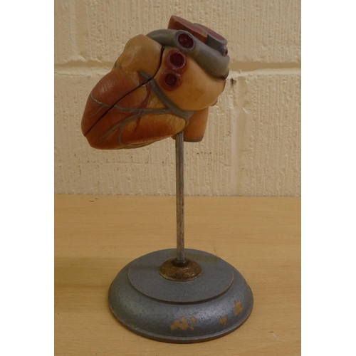 13 - A two-part coloured plastic anatomical study of a human heart, on a plinth  8