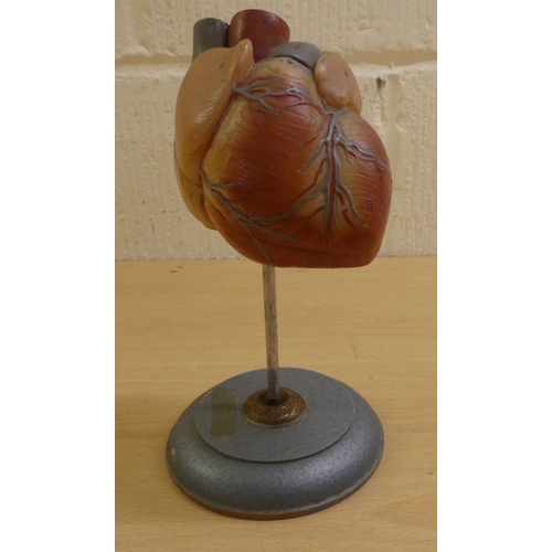 13 - A two-part coloured plastic anatomical study of a human heart, on a plinth  8