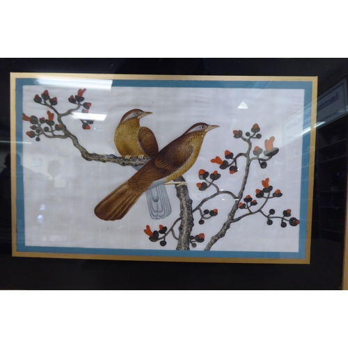 189 - Early 20thC Chinese School - six studies of exotic birds  mixed media on ricepaper  each 6